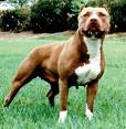 pitte boulle